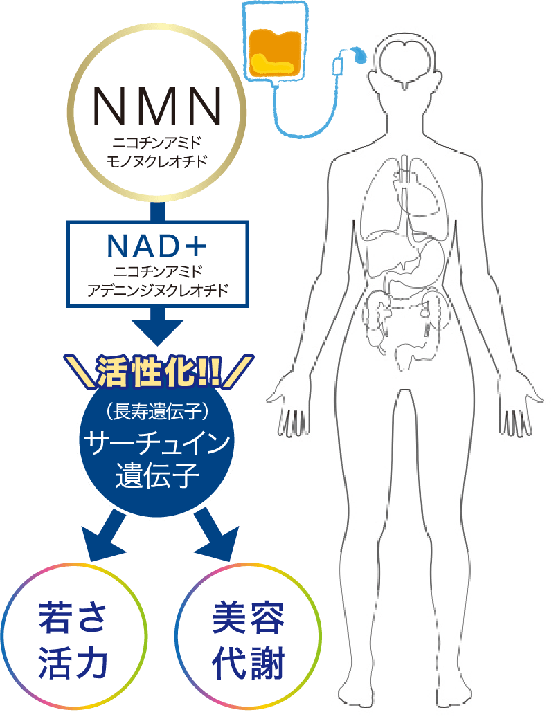恵比寿美容皮膚科NMN図
